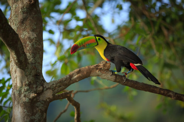 Avistamiento Minca Conoce Magdalena Conoce Magdalena