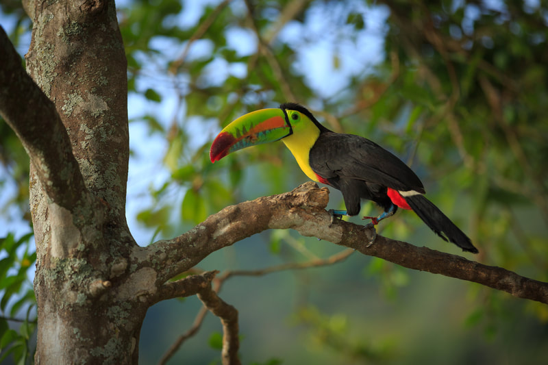 Avistamiento Minca Conoce Magdalena Conoce Magdalena